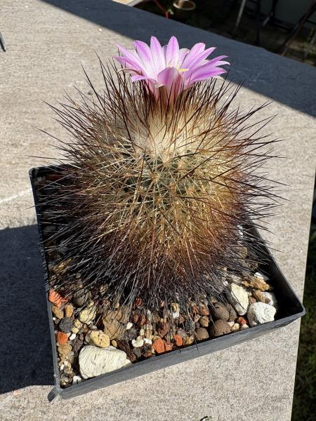 Gymnocactus beguinii